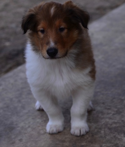 Bear jxd 2017PUP_3273.jpg